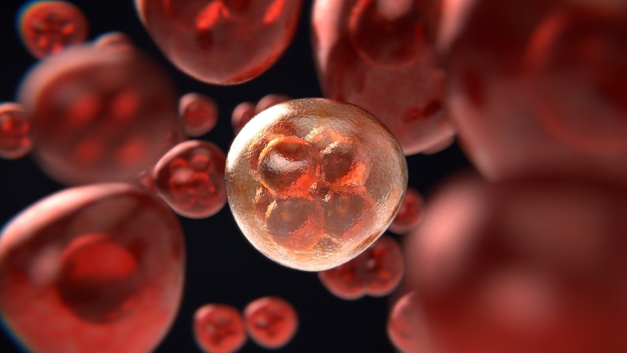 Glóbulos rojos en cáncer y leucemia